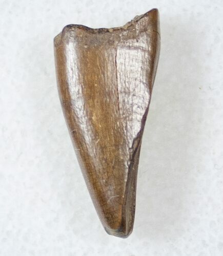 Tyrannosaur Premax Tooth (Aublysodon) - Montana #17574